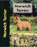 Norwich Terrier