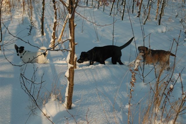 Tre glade hundevenner i sneen. Se billedet i stor (bner i nyt vindue)