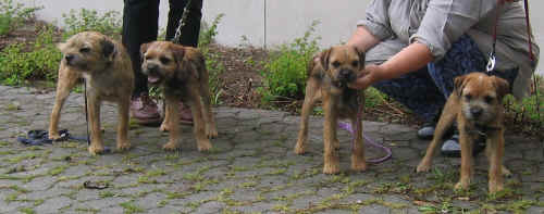 Otto med Felix, Pumpkin og Daisy. Se billedet i stor (bner i nyt vindue)